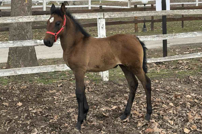 Andaluzijsko ždrebe Felina – nova atrakcija ergele Kelebija