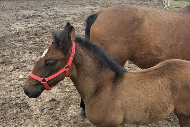 Andaluzijsko ždrebe Felina – nova atrakcija ergele Kelebija
