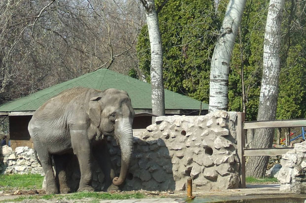 Uginula 41-godišnja slonica Marta