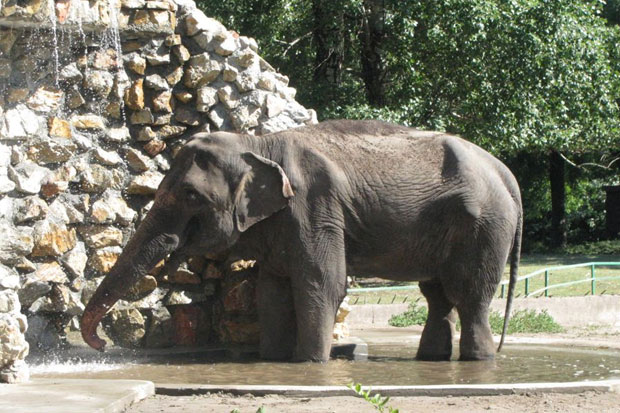 Uginula 41-godišnja slonica Marta