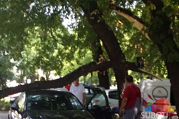 Dva automobila oštećena kada je na njih pala odlomljena grana