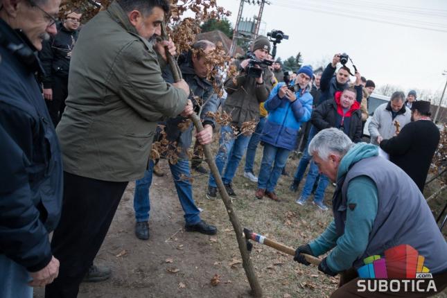 Tradicionalna seča badnjaka u Subotici