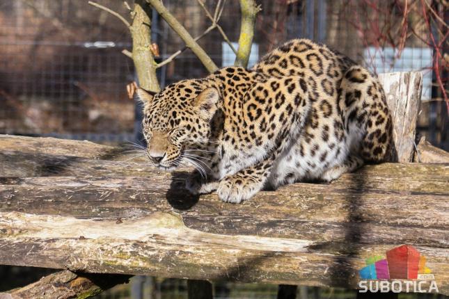 Zoo vrt u prošloj godini zabeležio 130.000 poseta