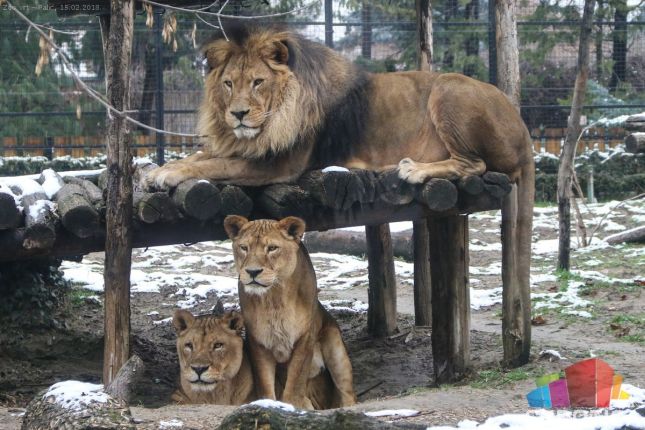 Medeni i Buca izašli iz pećina, da li nas zima napušta?