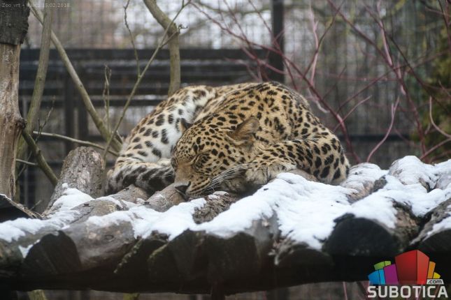Medeni i Buca izašli iz pećina, da li nas zima napušta?