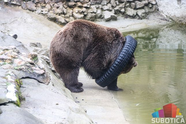 Medeni i Buca izašli iz pećina, da li nas zima napušta?