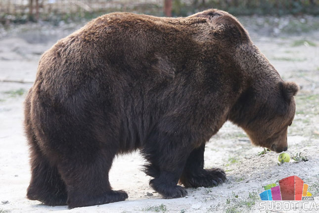 Medeni na suncu, Goca u jazbini - šta nam poručuju narodni "meteorolozi"?