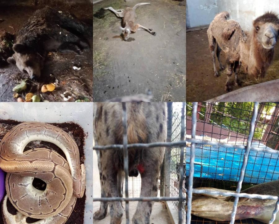 Optužbe o uginućima u Zoo vrtu Palić: Uprava odbacuje navode o nemaru