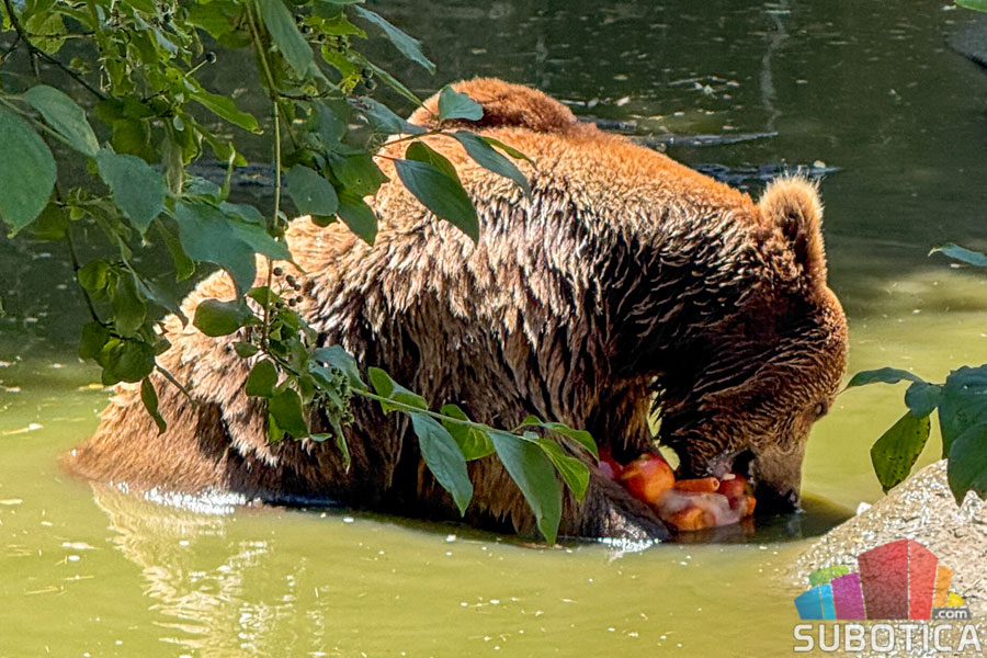 Optužbe o uginućima u Zoo vrtu Palić: Uprava odbacuje navode o nemaru