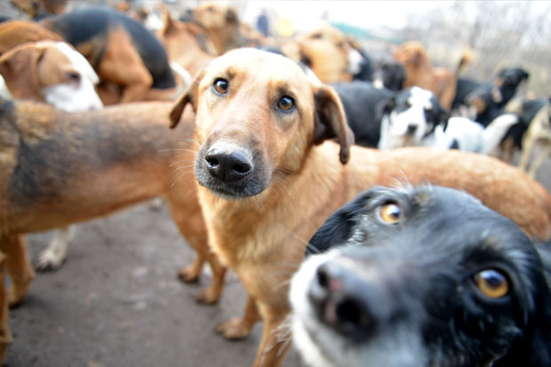 Azil u Ganjo šoru očekuje upotrebnu dozvolu