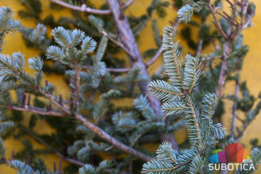 Koliko novca treba izdvojiti za jelku?