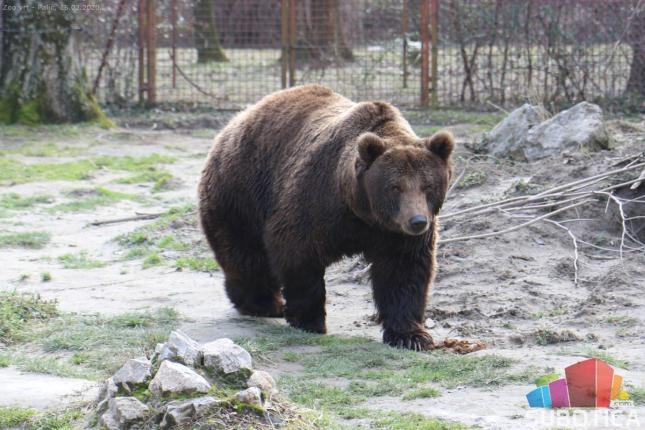 Medeni i Goca najavljuju proleće