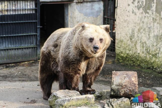 Medeni i Goca najavljuju proleće