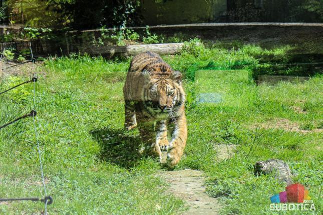 Bengalski tigar Naum novi stanovnik Zoo vrta