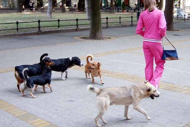 Ujedi pasa lutalica skupo koštaju Suboticu