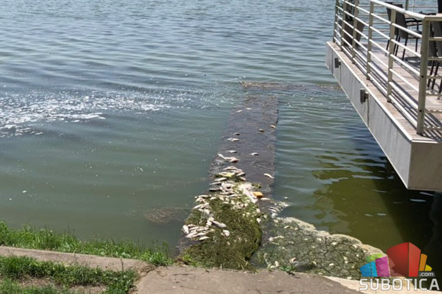 Uginulo oko 600 kilograma ribe u Palićkom jezeru