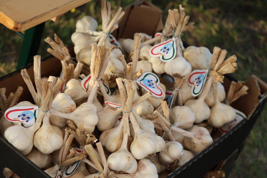 U subotu 22. Festival belog luka u Šupljaku