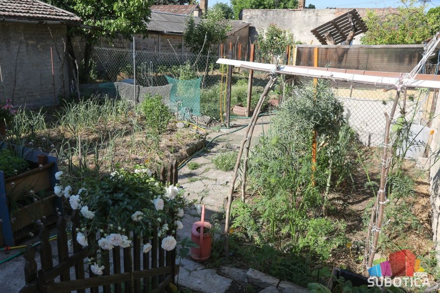 Bašta koja rađa i zimi: Svetlanin raj u kojem cveće štiti povrće, a zemlja se ne prekopava