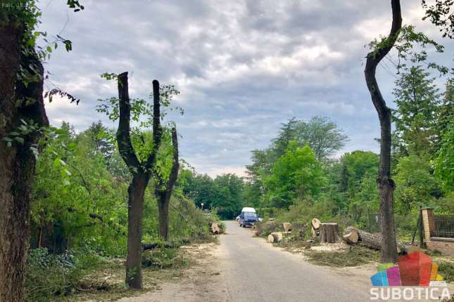 Drvored u Jezerskoj ulici posečen iz bezbednosnih razloga, na jesen nove sadnice jasena ili klena