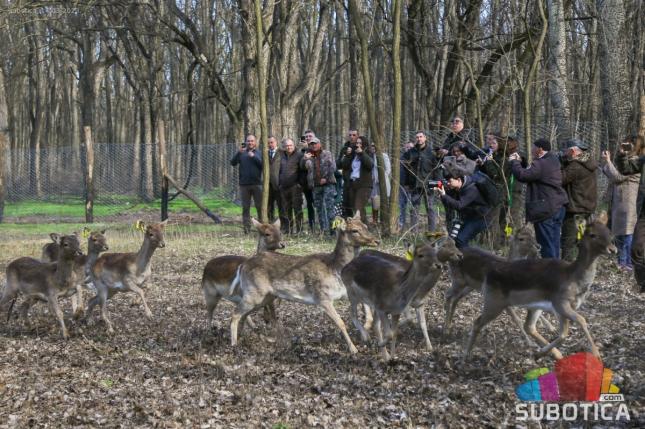 U lovište "Subotičke šume" pušteno 30 muflona i 30 jelena lopatara