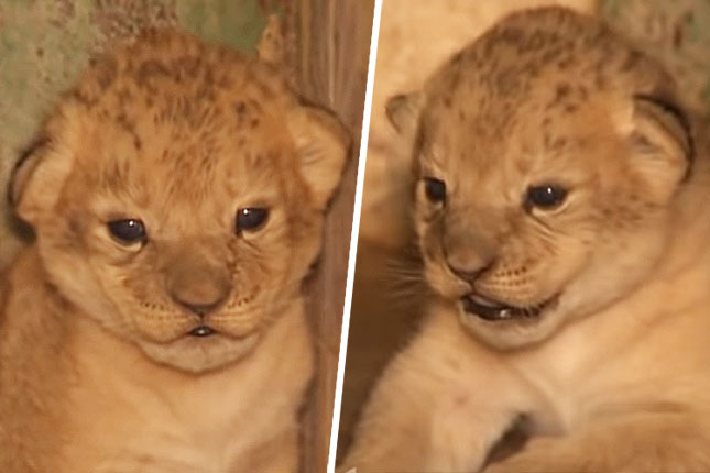 Novorođeno mladunče lava je ženka i čeka ime