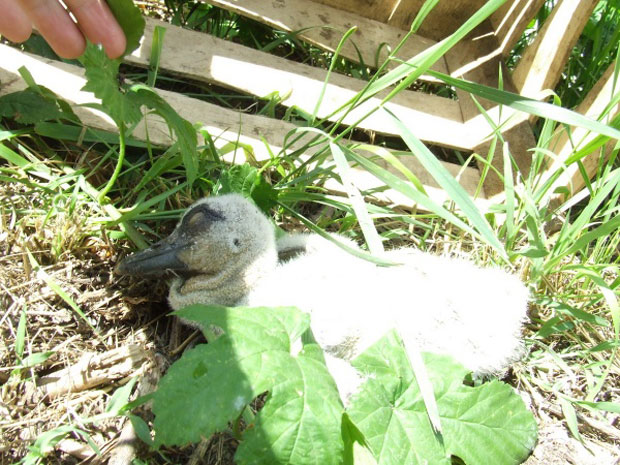 Spašavanje mladunčeta bele rode