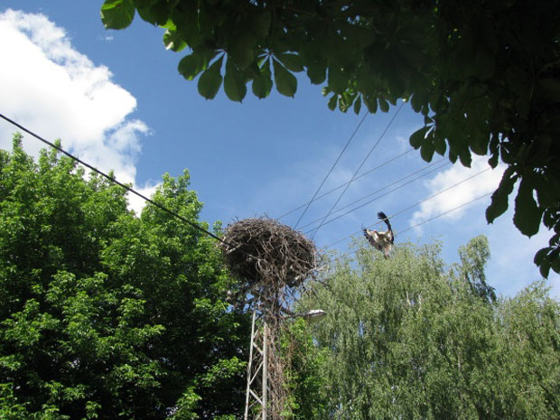 Spašavanje mladunčeta bele rode