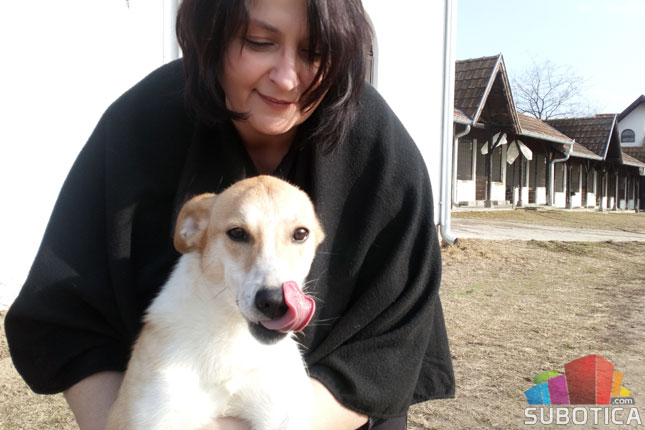 "Zvezde" Prihvatilišta za napuštene pse i mačke: Medena i Micika