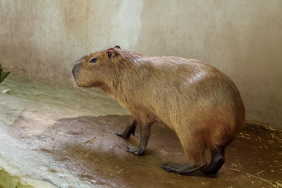 Novi stanovnici Zoo-vrta - azijska patuljasta vidra i kapibara