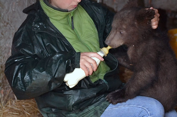 Tri mečeta mrkog medveda napustila Zoo vrt "Palić"