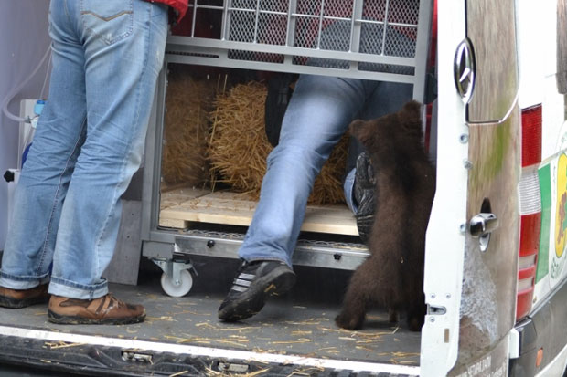 Tri mečeta mrkog medveda napustila Zoo vrt "Palić"
