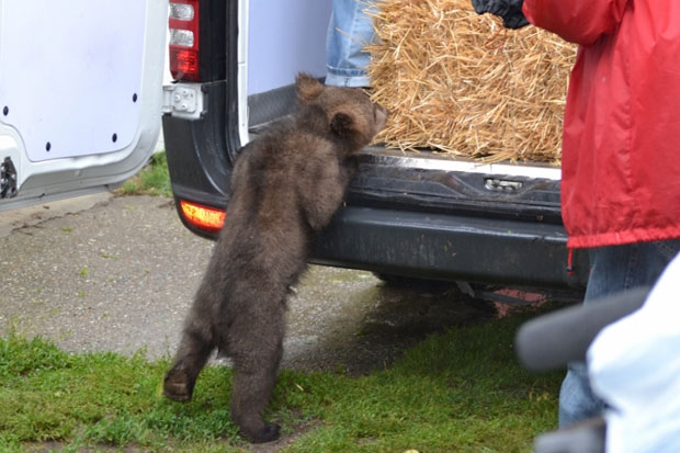 Tri mečeta mrkog medveda napustila Zoo vrt "Palić"