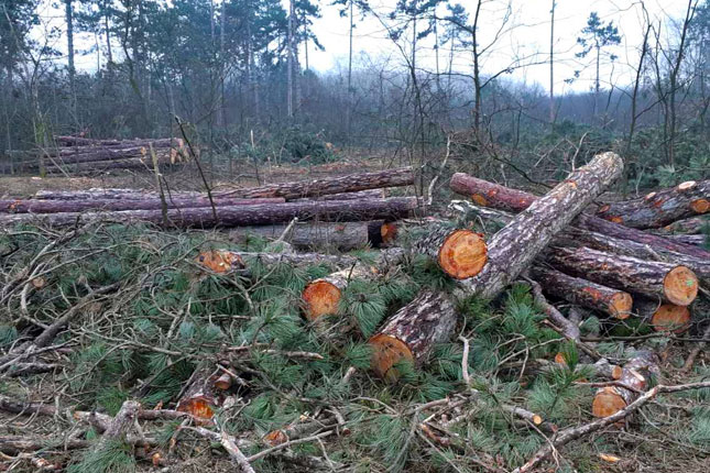 Seča drveća u okolini grada odvija se u skladu sa planskim dokumentima, uklonjena stabla zameniće nove sadnice