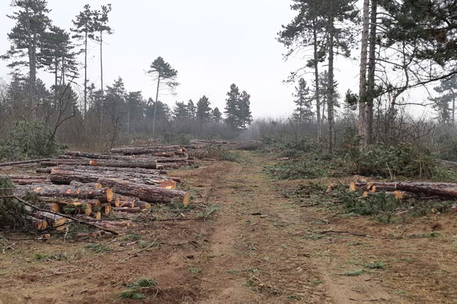Seča drveća u okolini grada odvija se u skladu sa planskim dokumentima, uklonjena stabla zameniće nove sadnice