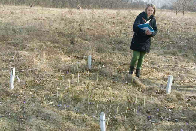 Počelo brojanje šafranike