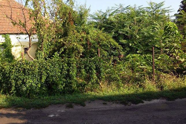 Problem čistoće i održavanja javnih površina u gradu