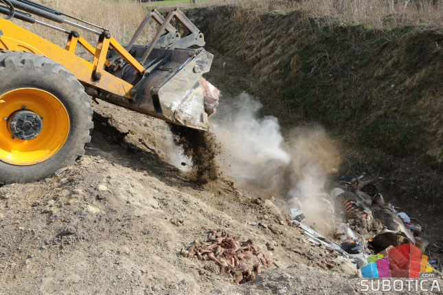 Meso sa stočnog groblja u prometu?