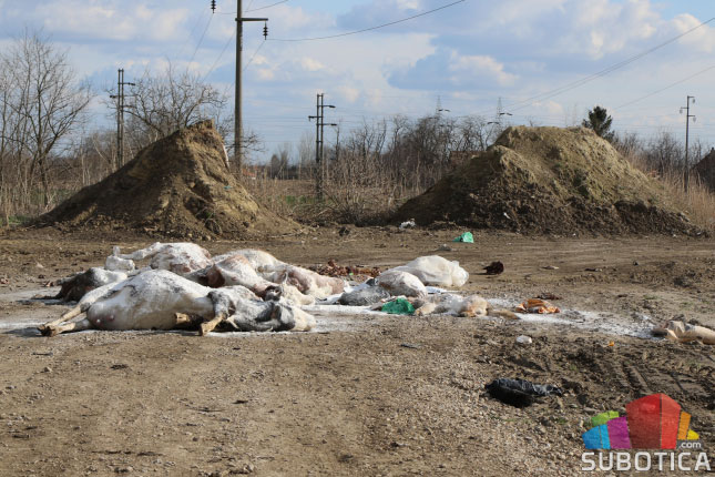 Meso sa stočnog groblja u prometu?