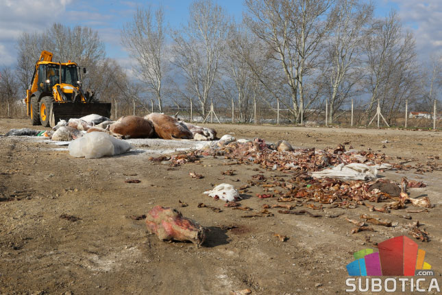 Meso sa stočnog groblja u prometu?