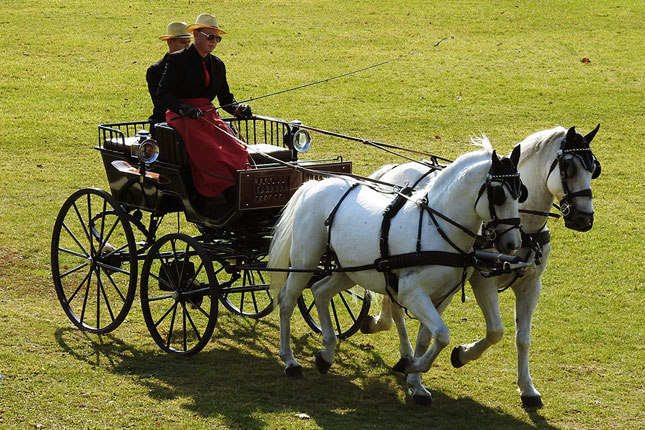 Ergela "Kelebija" za vikend bila domaćin Prvenstva Srbije u vožnji zaprega