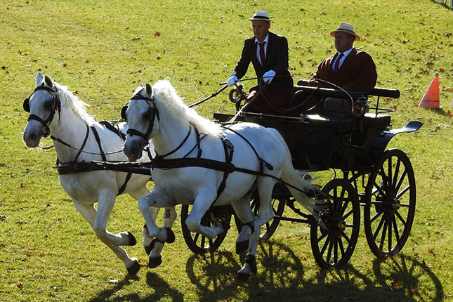 Ergela "Kelebija" za vikend bila domaćin Prvenstva Srbije u vožnji zaprega