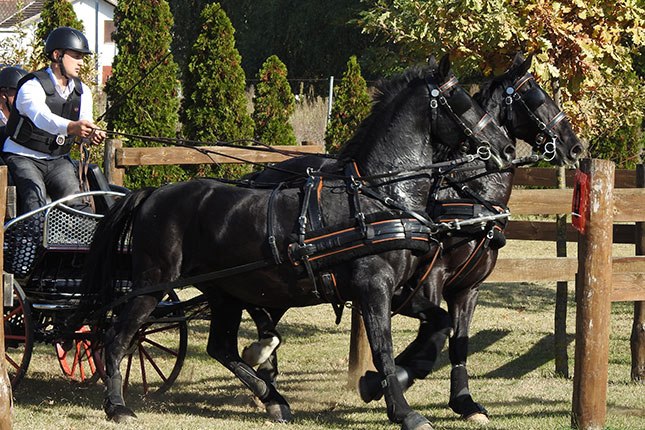 Ergela "Kelebija" za vikend bila domaćin Prvenstva Srbije u vožnji zaprega
