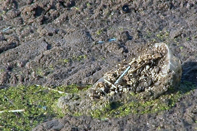 Štapićima za uši i maskama nije mesto u kanalizacionoj mreži