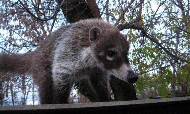 Kako životinje dolaze u ZOO vrt na Paliću?