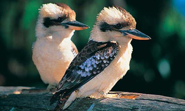 Kako životinje dolaze u ZOO vrt na Paliću?