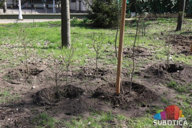 Počela sadnja drveća i žbunja u Velikom parku