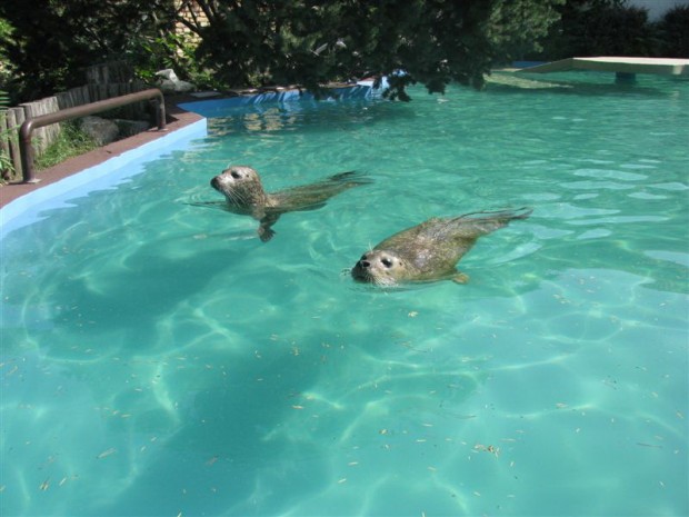 Radovi u zoološkom vrtu na Paliću