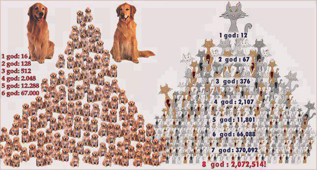 Sterilizacija usled velikog broja pasa lutalica na ulicama Subotice