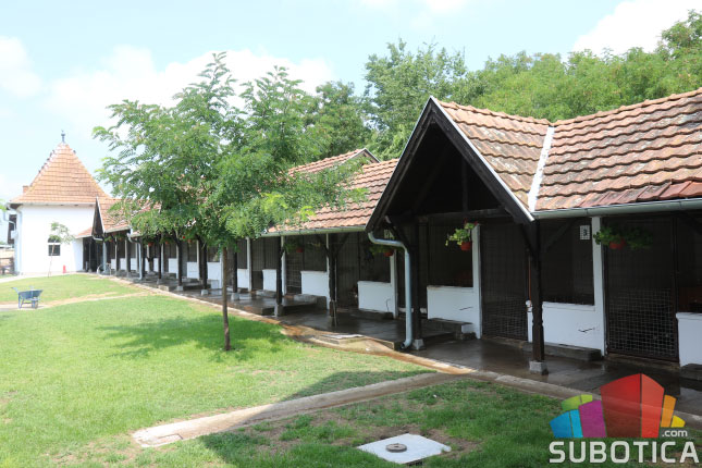 Dan napuštenih životinja - u Prihvatilištu 290 pasa čeka udomitelje