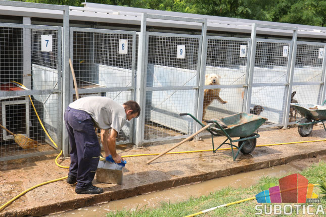 Dan napuštenih životinja - u Prihvatilištu 290 pasa čeka udomitelje